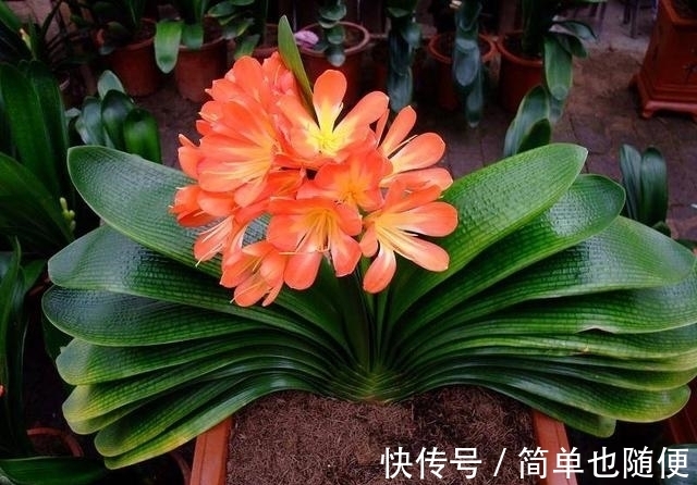 日常给“君子兰”浇水，是浇透好？还是不浇透好？快来看看吧