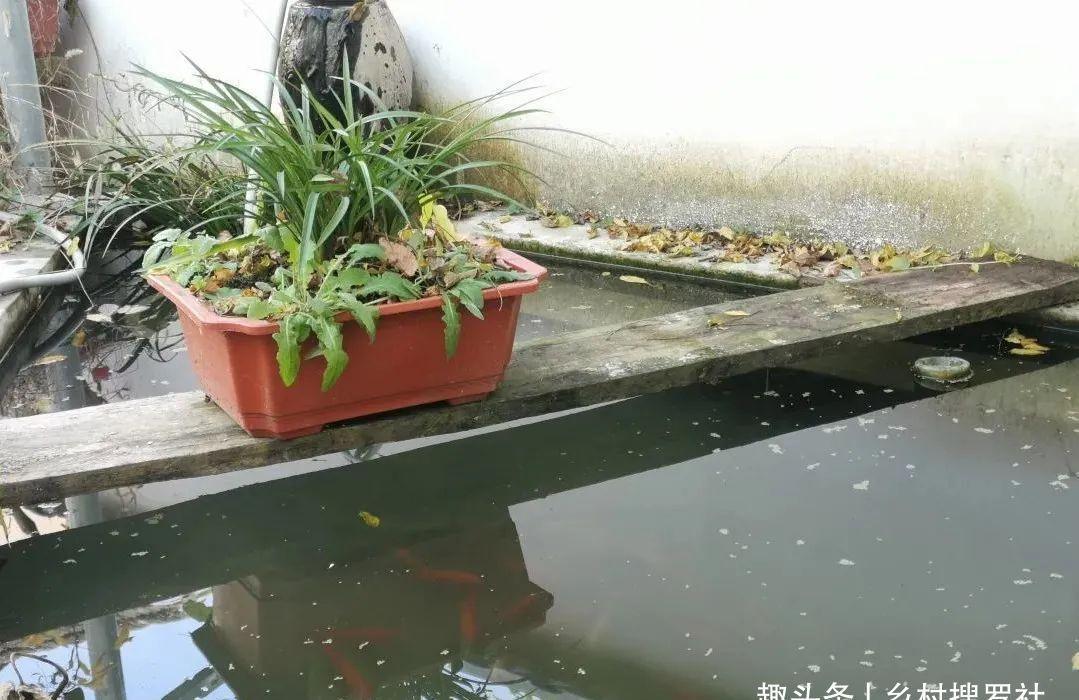 兰叶|这样养兰花,不用施肥不必喷药,兰苗肥壮花苞多