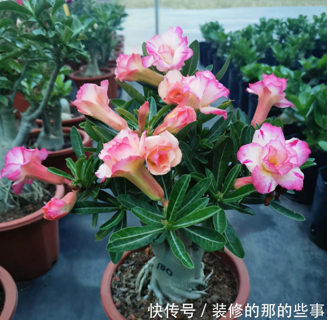 6种“泼辣花”，容易被浇死，越懒养越爆，勤快人养不好