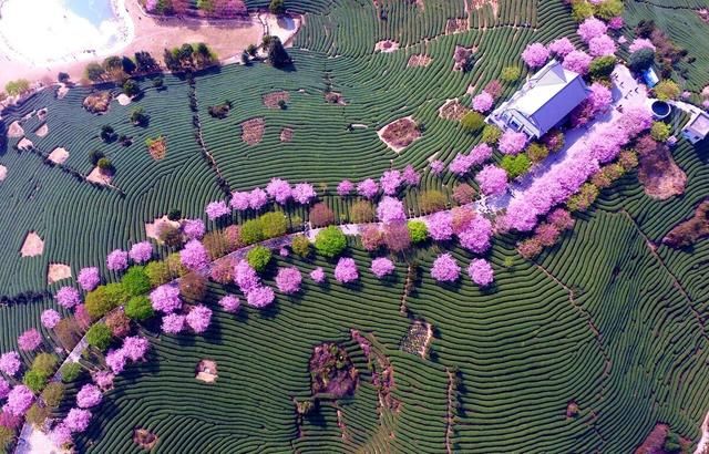 中薪|福建漳平，空中鸟瞰永福镇台品樱花茶园