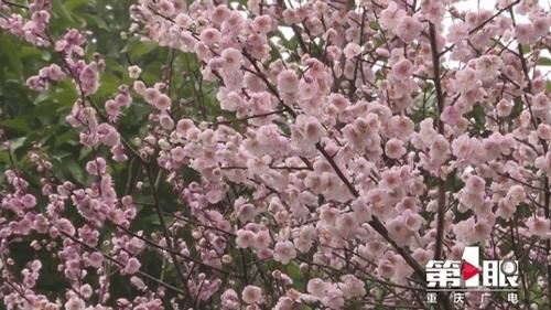 中年|五彩梅花迎春开 赏花出游正当时