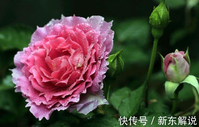 在家中养护花卉,就选颜值高,开花多,花香四溢,香飘十里的花卉