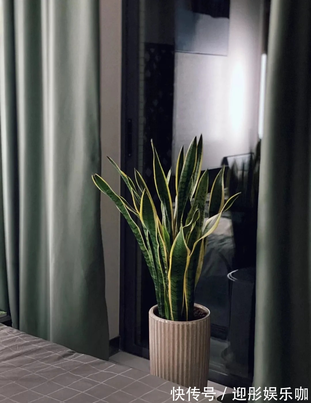 有植物的房子才是理想家!2021最受欢迎“网红绿植”推荐