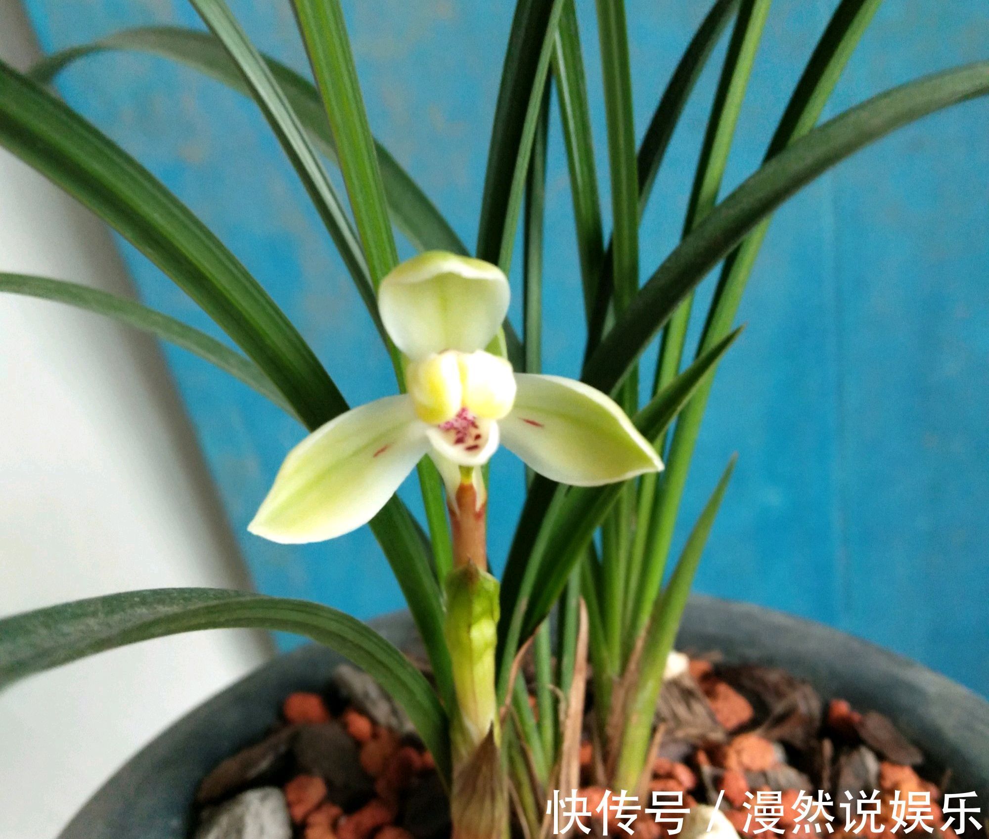 兰花|春兰的花芽在秋季破土成了超生游击队，太壮观了，只需2个神操作
