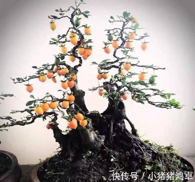 银杏树|聪明人爱养这八种“守家树”,护宅吉祥保平安,养好了都是传家宝