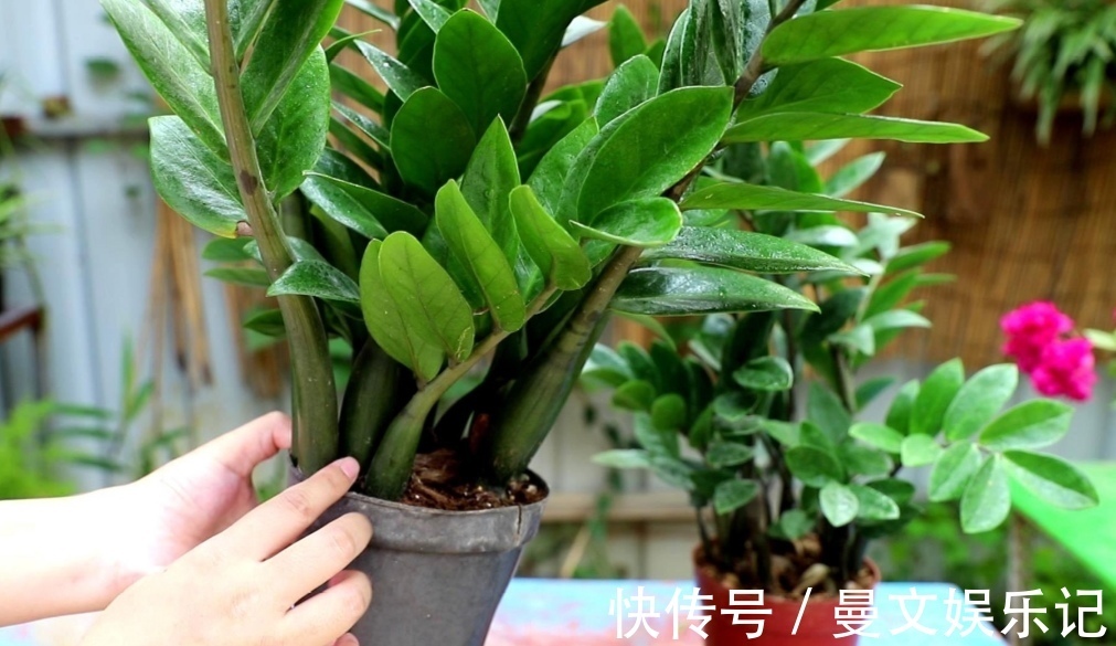 花卉|家里经常养的5种花,很多人还不知道有毒性,养护时要注意