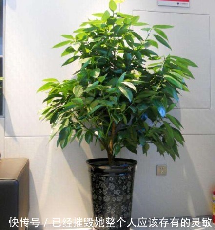 “大户人家”都在养的4种花,不仅四季常青,而且寓意非常好