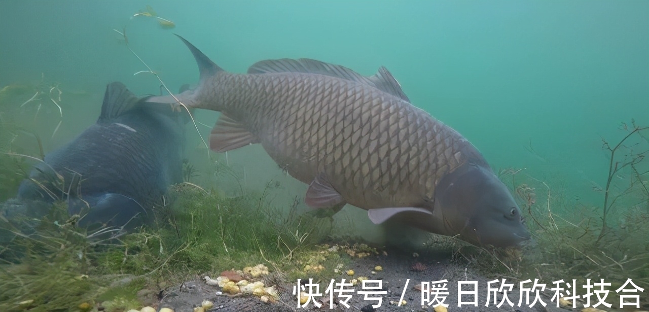 杂食性|想要配出的饵料诱鱼好,先要搞明白什么叫鱼的食性