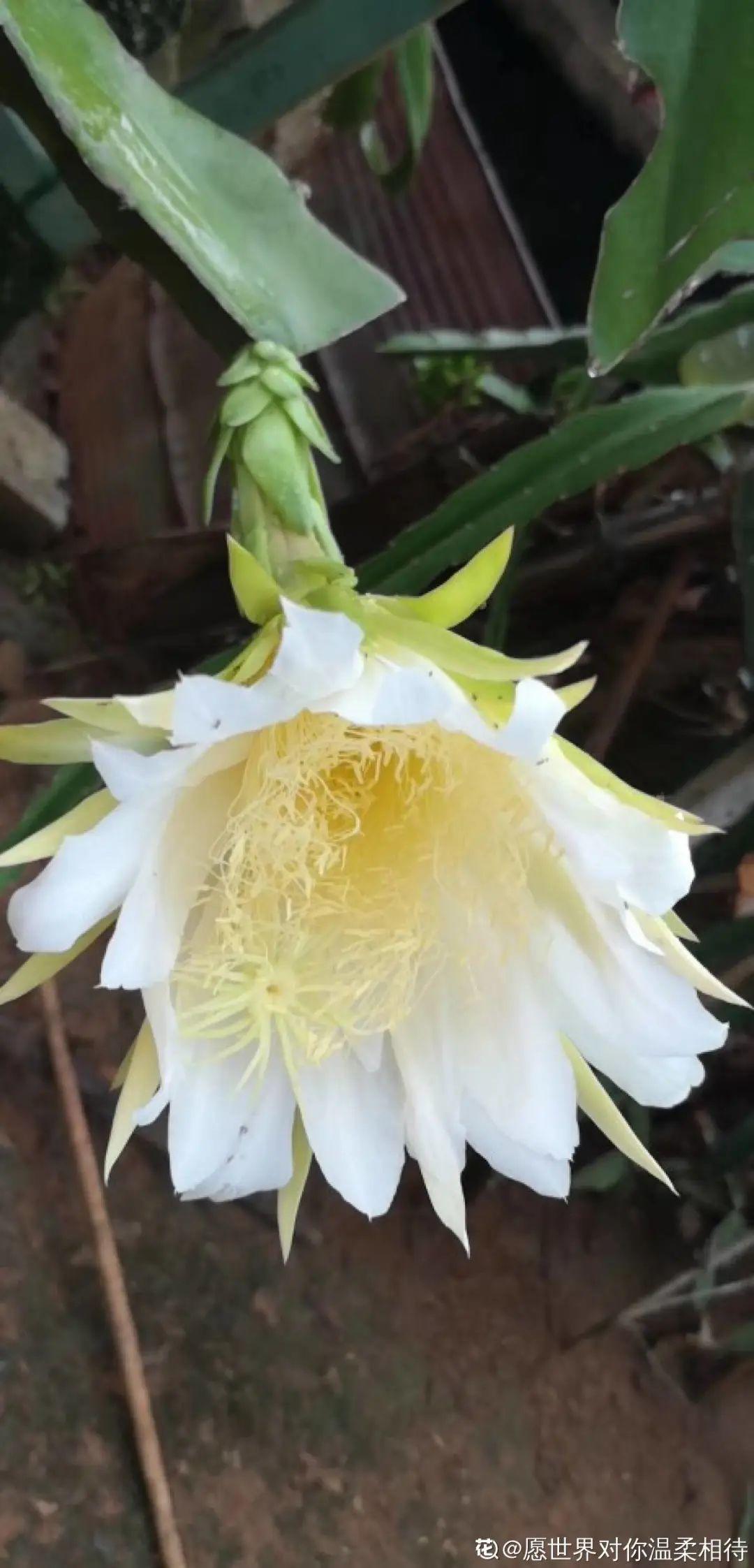 大爷家荷花种在花盆里，1次开花20朵，比巴掌还大！