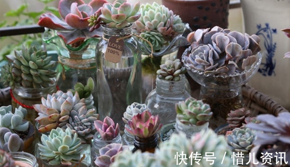 根系|不喜水的多肉,却可以水培2种操作方法,肉肉照样出状态