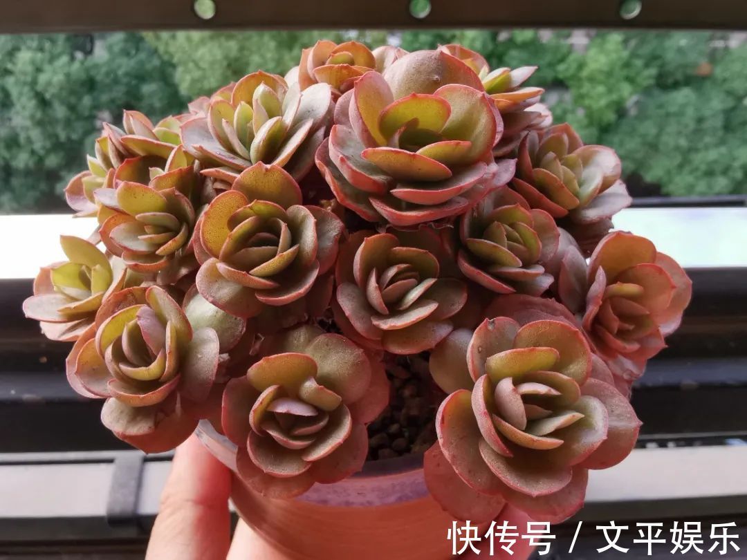 一组逆袭成功的多肉给它时间，它就会给你好看！