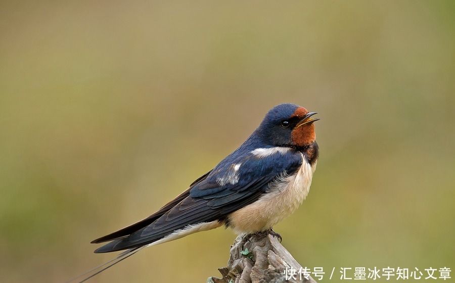  花无百日红|梁间燕共何人语庭下花无百日红