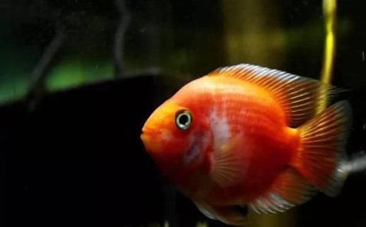 地球上10大最好养又好看的观赏鱼 草金鱼榜首 孔雀鱼第九 快资讯