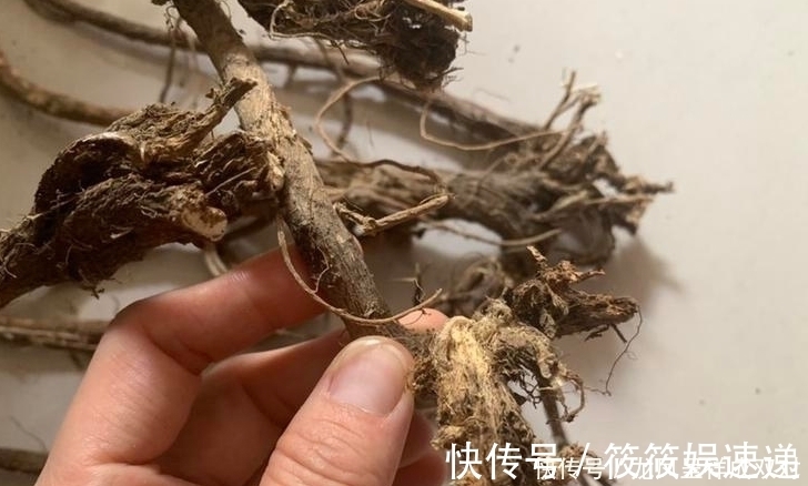 豆科植物|黄芪的“铁搭档”,没事泡水放一点,还你“婴儿肝”