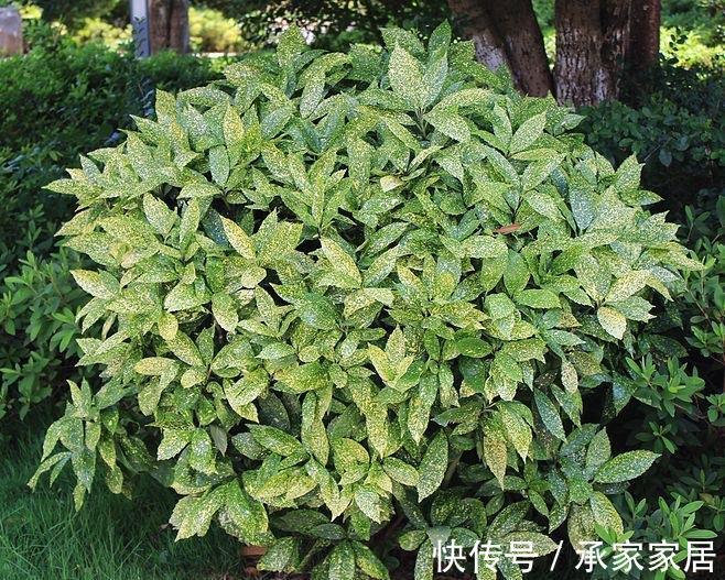 绿萝|3种耐阴植物，养在室内很好，叶色碧绿有光泽，大气又好养