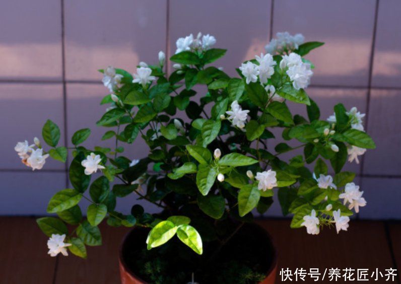 茉莉花黄叶开花少？现在开始做好“三足”，叶子油绿，开花到冬季