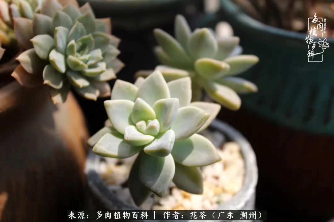 放松心情，静享愉悦，阳光下的多肉是最美的！