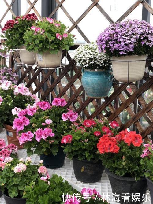 肥料|淘米水、羊粪水都不如2种肥,啥花都通用,养啥花爆啥花