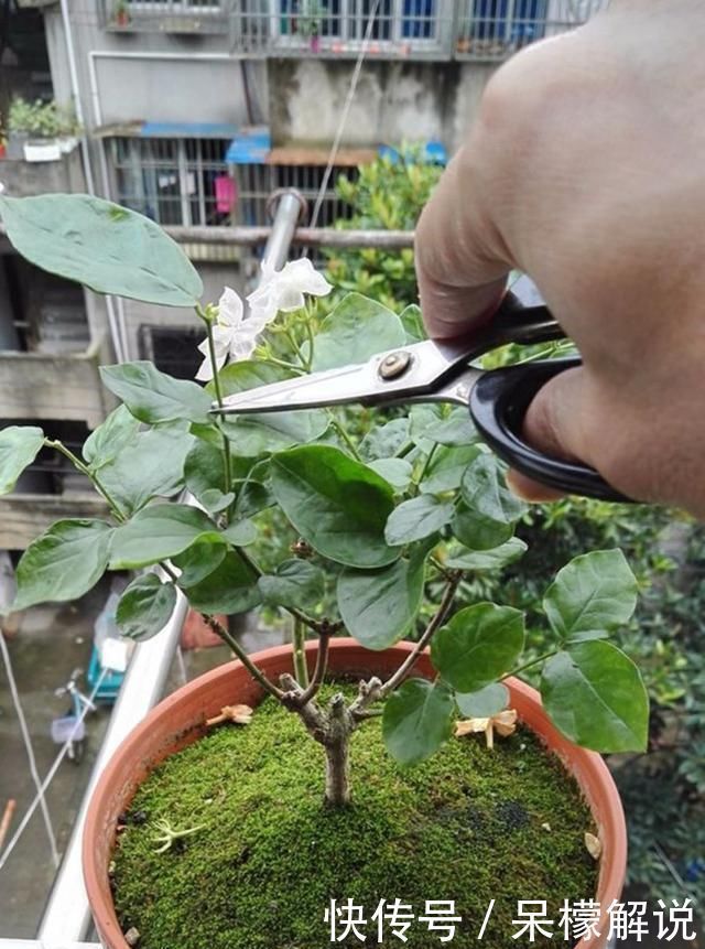 茉莉|茉莉修剪后，新枝细弱是这3点没做好，改一改，茉莉复花又爆盆