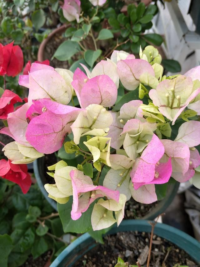 春夏交接三角梅这样养，只见花朵不见叶，赏花赏到“视觉疲劳”