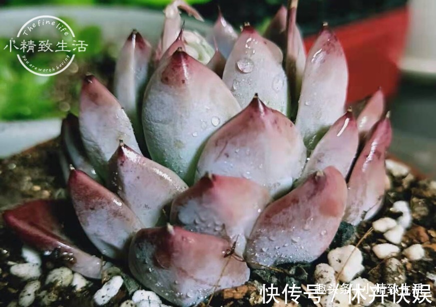 别以为立秋了,多肉就安全了,还有“秋老虎”,不要掉以轻心哦