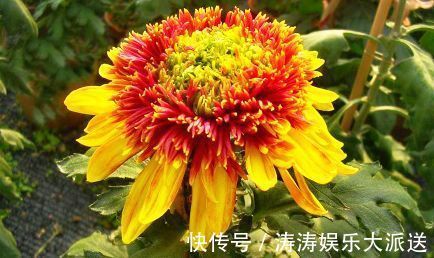 喜欢菊花,首选“珍稀名菊”金托桂,花开金灿灿,五彩斑斓!