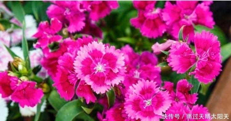 石竹|养花试试此4种花,花大色艳很漂亮,颜值超高的