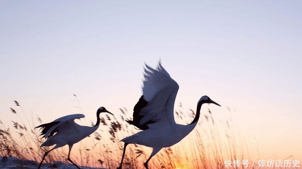 成语|成语“爱鹤失众”是什么意思,有什么典故?