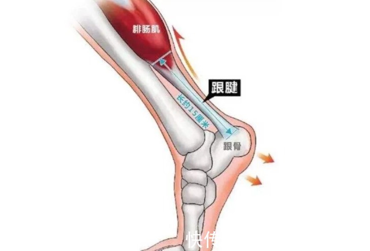 小腿|了解跟腱，安全健身是关键