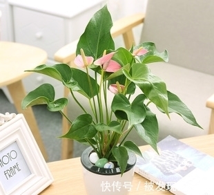 养不黄叶|买回家的红掌这么养不黄叶一直开花