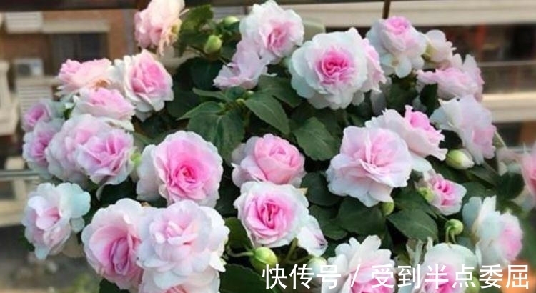 此款花卉便宜又好养,不闻不问,花开爆盆美如花,枝头窜满花苞