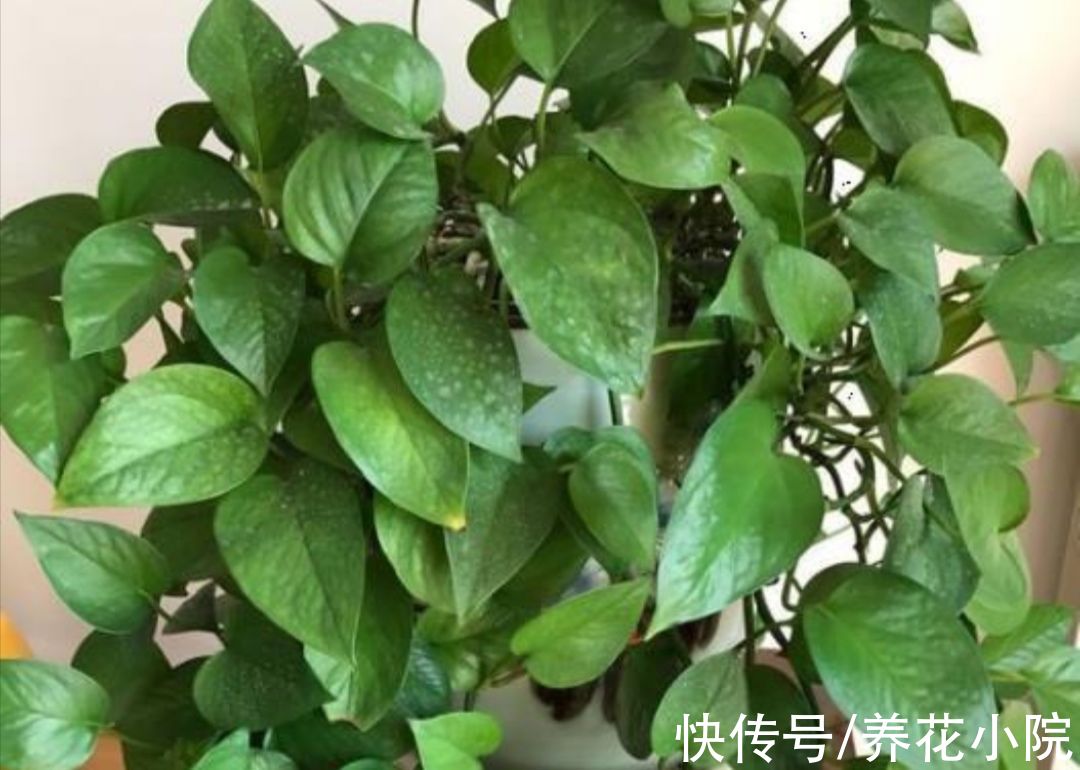 秋天养绿萝,别只顾浇水,多做2件事,枝叶长得更繁茂