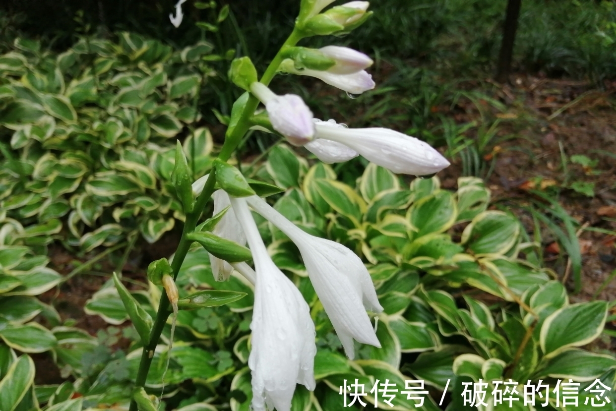 秋空&七绝:雨中访花(新韵)三首