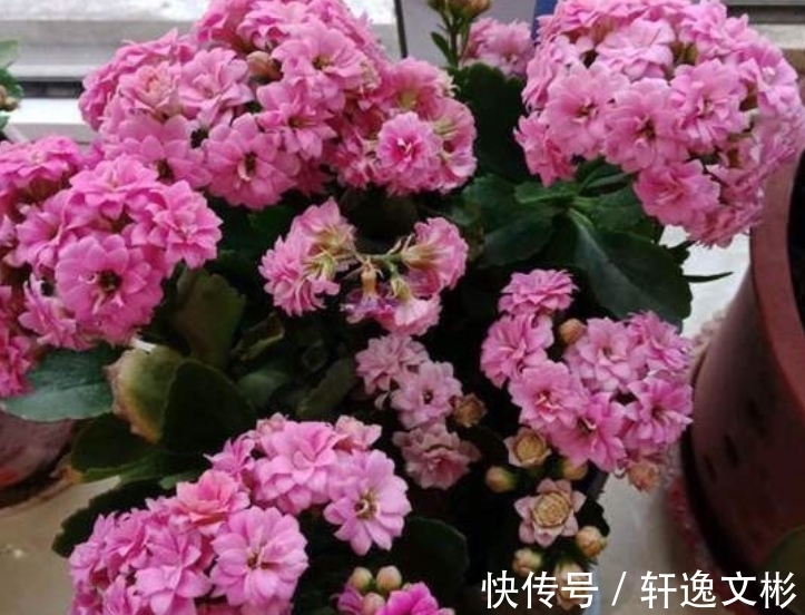 长寿花还不开花?换个位置,再施1种肥,花苞长满盆,呼呼开花!