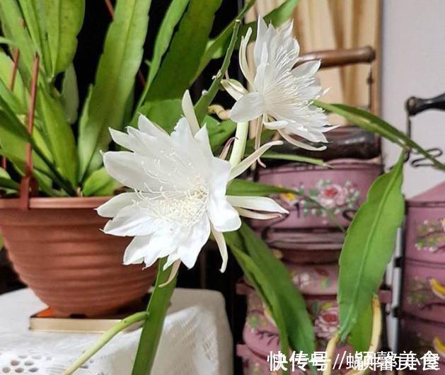 花卉|懂行的人冬天坚决不买三种花,冬天都不会买,白给也不要