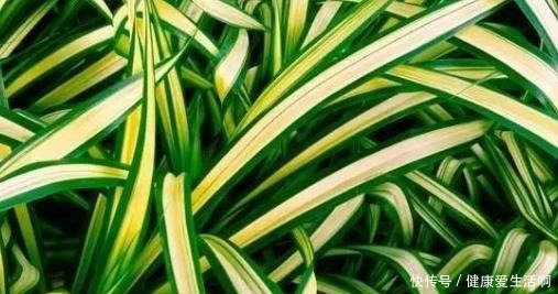 吊兰的培育方法好学吗非常简单一棵吊兰,一年就能分出很多盆!