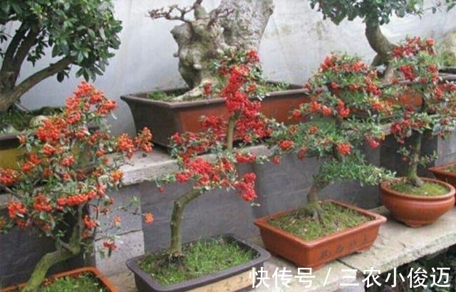 萌发|养护好火棘盆景要注意这几个事项