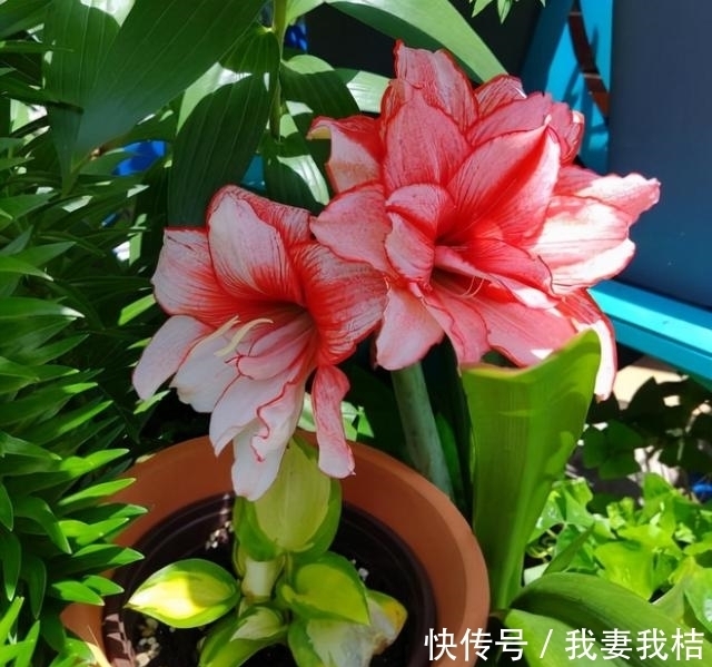 通风度|又到种朱顶红的季节,掌握“小技巧”,从栽种到开花,仅需几个月