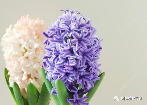 这8种室内花卉盆栽,春节就能开花!