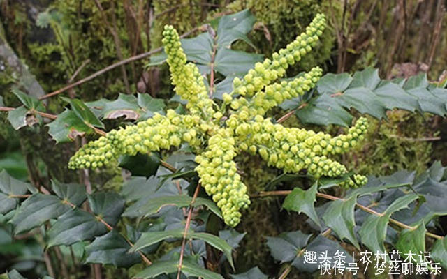 此树鸟不停留,人称“鸟不宿”,价值很高,见到请重视