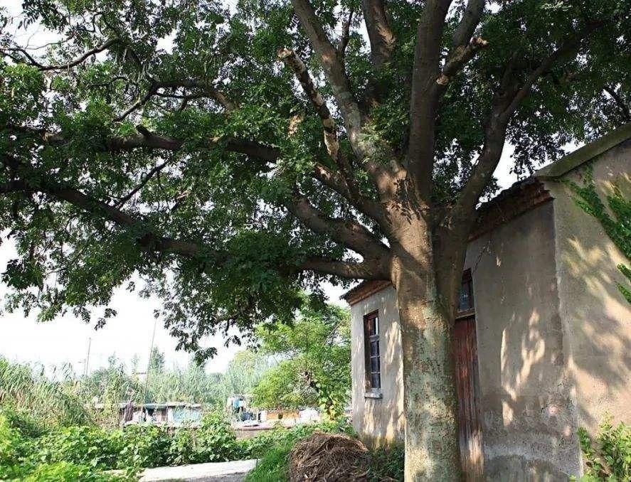 皂角树|儿时煮成糖水喝，如今改名后成名贵食材，2百一斤，却少有人种植