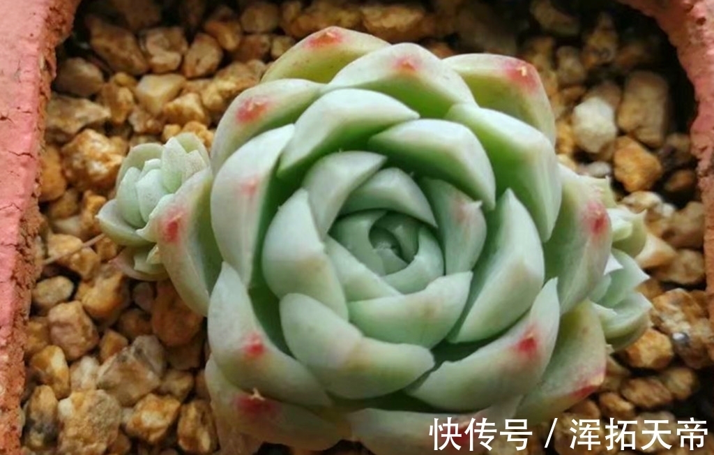 把多肉养出暗纹,需要两个步骤两个条件,控水时间要掌握好