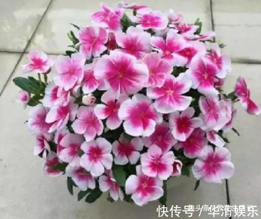 家里养长春花，学会“4个”小方法，生长旺开花多，轻松开爆盆！