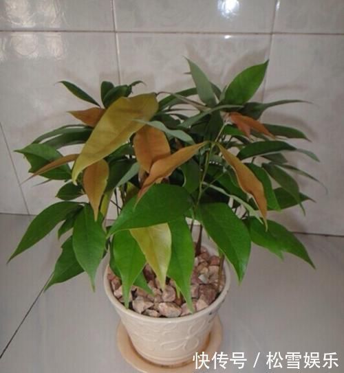 两种水果，吃完籽儿留下，撒盆里，一年长成小盆栽，果子结满了