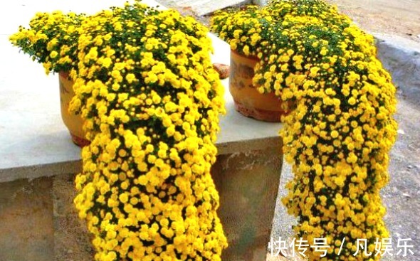 最美的“3种”菊花，个个绚丽多姿，高贵优雅，开花爆盆成花海！