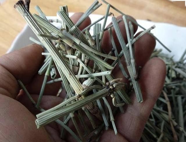 适应能力|墙角下,有1种“节节草”很旺盛,挖10棵种起来,变盆栽、珍贵!