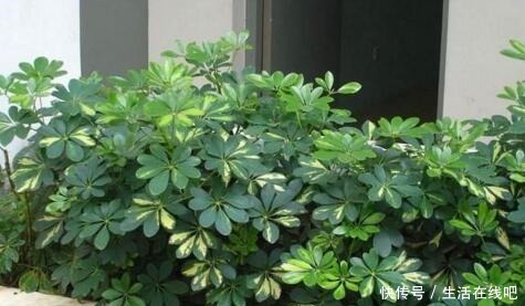 养这“3种花”,浇点水就疯长,镇宅又旺财,回家养2盆,身体好!