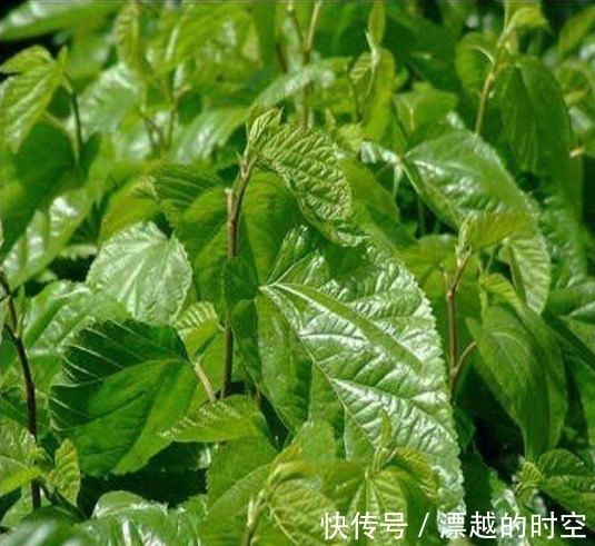 心脑血管|人到中年,血液越来越稠,常见一味“叶子”泡着喝,血栓绕道走!