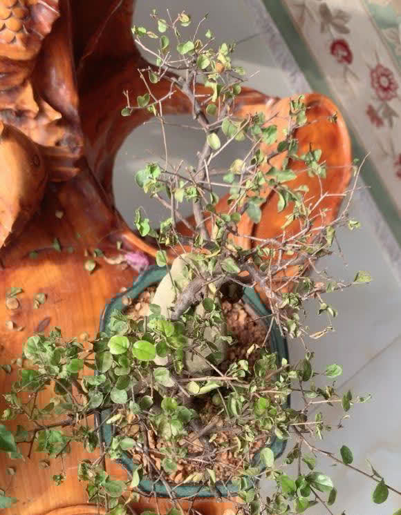 家里的这些绿植，一定晒不得，一晒就变黄，出现黄叶就死翘翘