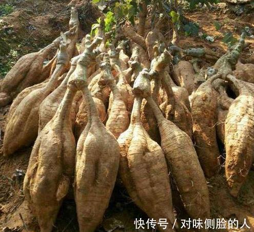  养宫|女人养宫就是保命，3种野菜，养宫护宫，调节内分泌，为健康了解